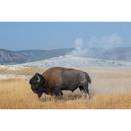 Hopkins, Cindy Miller 아티스트의 USA-Wyoming-Yellowstone National Park-Upper Geyser Basin-Lone male American bison-aka buffalo right작품입니다.